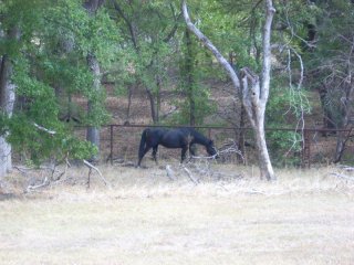 Pasture